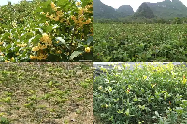 桂花放在家里什么地方风水好1681783376677