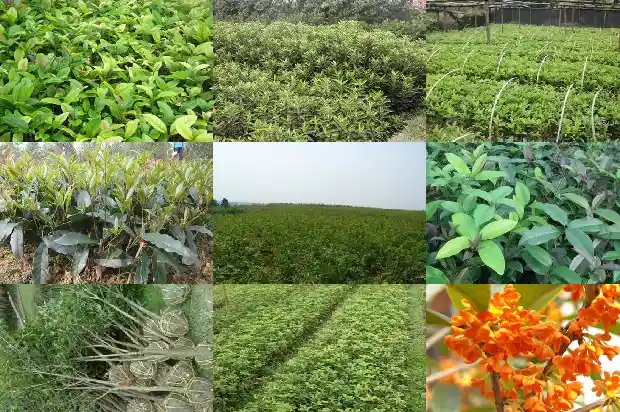 家里放桂花好吗1681783453223