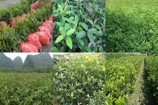 桂花在家里放哪里好1681783527978