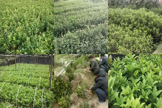 30年桂花树大约多少钱一棵1689640221667
