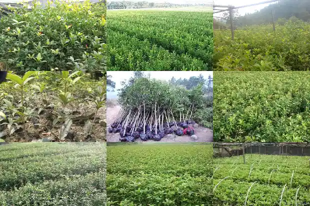 房子里放桂花好不好1681783617100