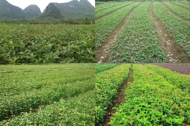 房子里放桂花好不好1681783617147