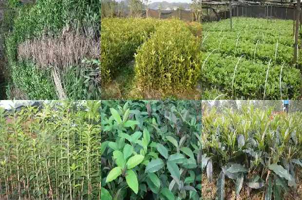 桂花树的风水作用禁忌1681783700607
