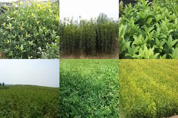 家里种桂花树好吗?1681783775043