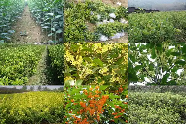 家里栽桂花树什么寓意1681783855202
