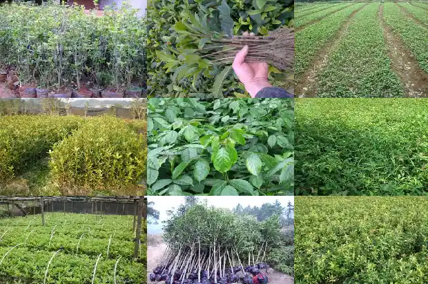 家里栽桂花树什么寓意1681783855296