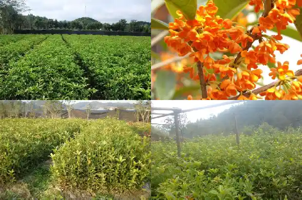把家门前桂花树砍了可以吗1681784009504