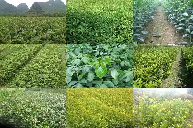 把家门前桂花树砍了可以吗1681784009552