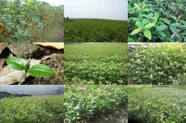 桂花树15公分多少钱一棵1689725481457