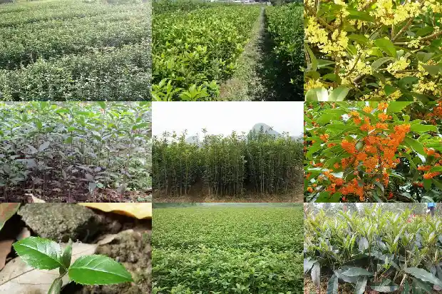 桂花养在家里风水好吗1681784088418
