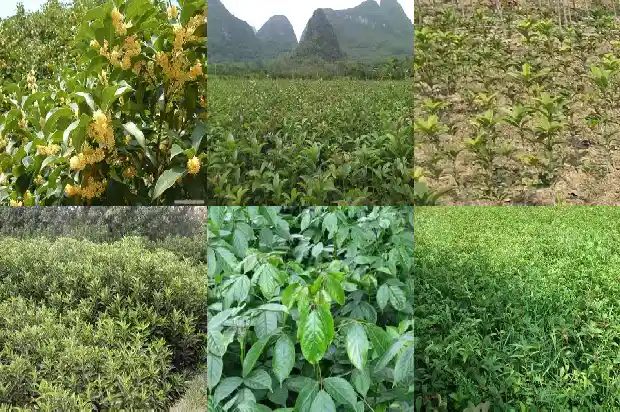 桂花养在家里风水好吗1681784088466