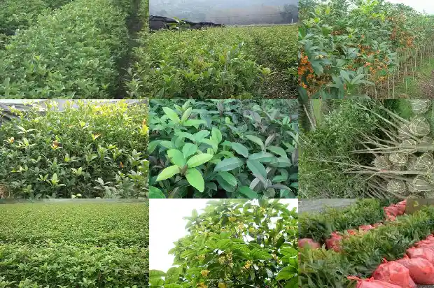 怎么分辨桂花树的品种1681784155871