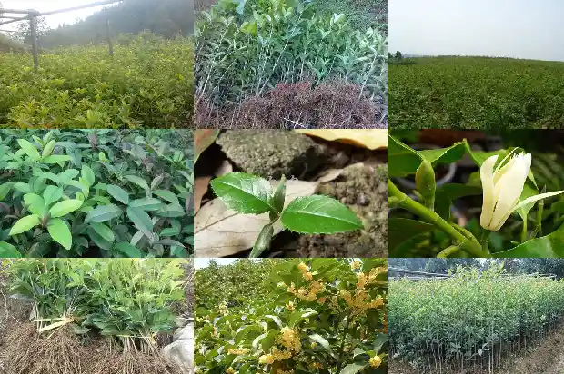 四季桂花插枝能成活吗?1690504078121