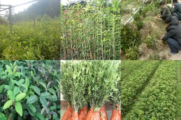 最香的桂花1681784286678