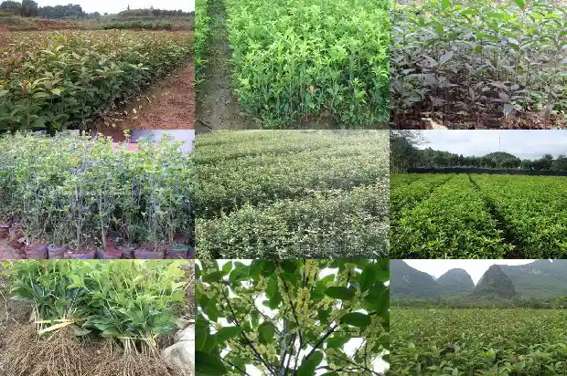 最香的桂花1681784286726
