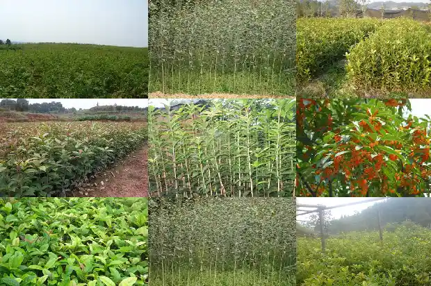 桂花树哪个品种最好最香又好养1681784396613