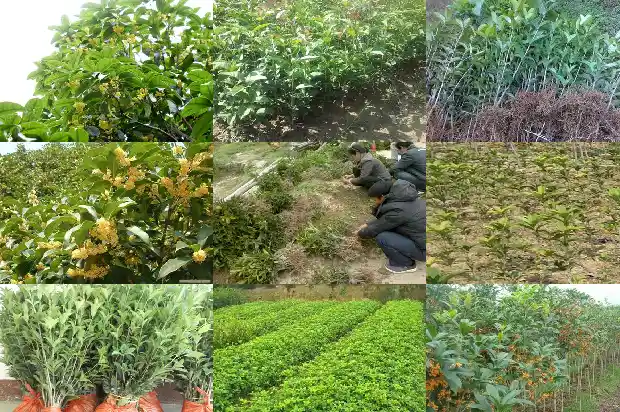 桂花树哪个品种最好最香又好养1681784396708