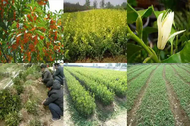 桂花树哪个品种最好最香又好养1681784396755