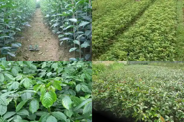 桂花种类和特点1681784530993