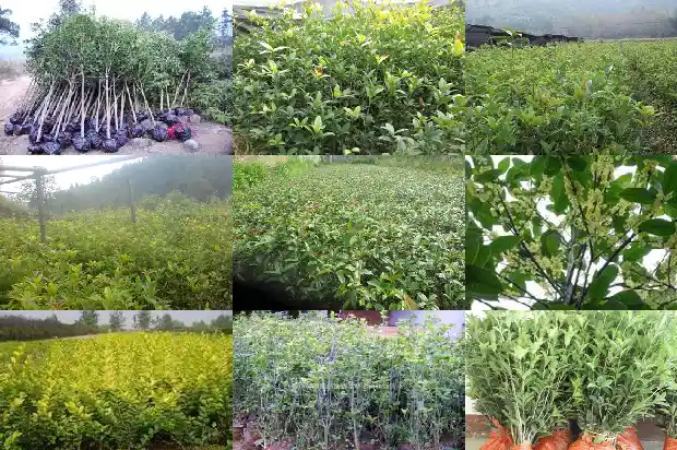 桂花种类和特点1681784531041