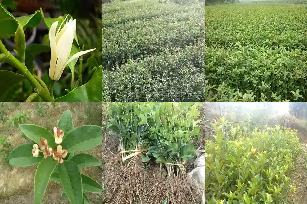 哪种桂花树的花最香1681784584869