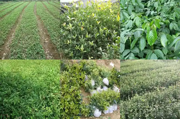 哪种桂花树的花最香1681784584965