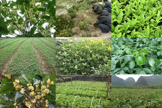 16公分桂花树现在多少钱一棵呢1689727108896