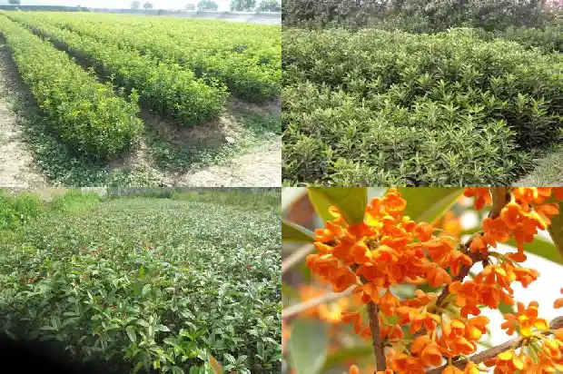 桂花树在哪里买的到1690418542281