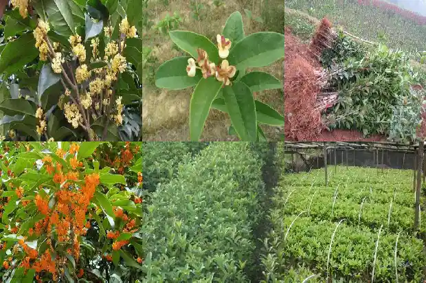 桂花有公树母树吗1681784728567