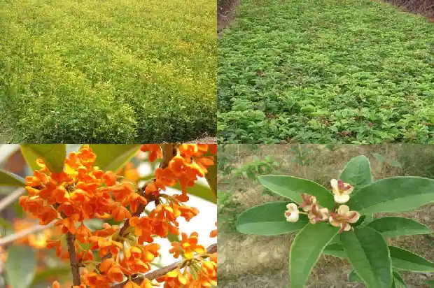 桂花有公树母树吗1681784728615