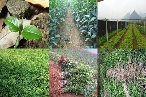 桂花有公树母树吗1681784728662