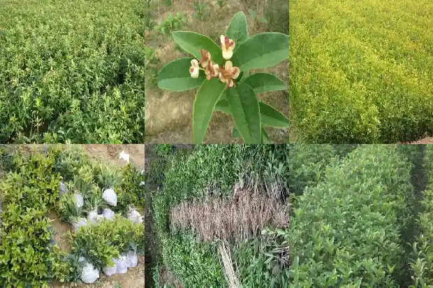 桂花树的花期有多长久?1681784827720