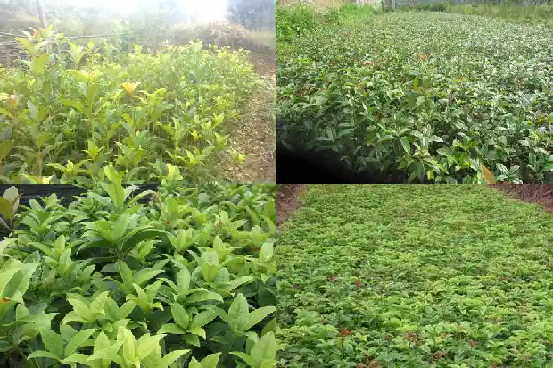 什么品种的桂花最名贵1681784881845