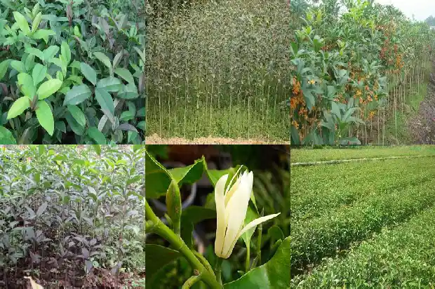 什么品种的桂花最名贵1681784881893