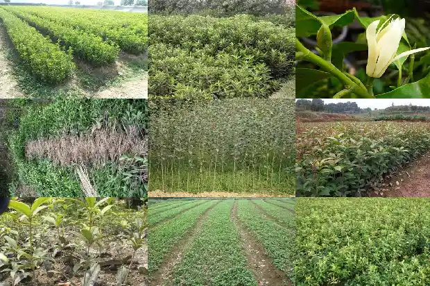 什么品种的桂花最名贵1681784881941