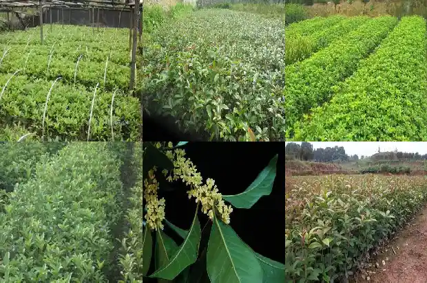 四季桂花佛顶珠在客厅养一盆花开时能不能闻到香味1681784929605