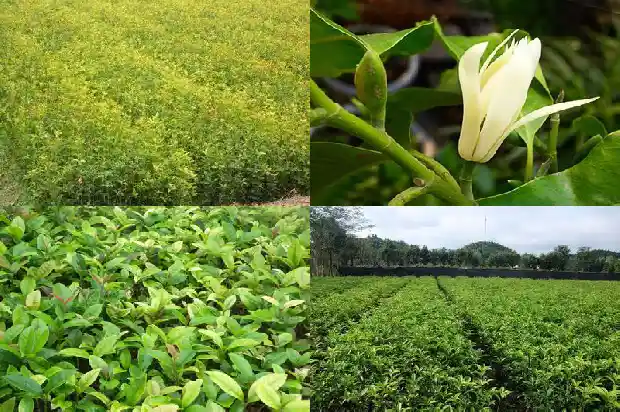 四季桂花佛顶珠在客厅养一盆花开时能不能闻到香味1681784929653