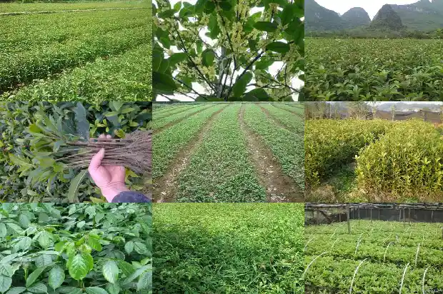 四季桂花佛顶珠在客厅养一盆花开时能不能闻到香味1681784929701