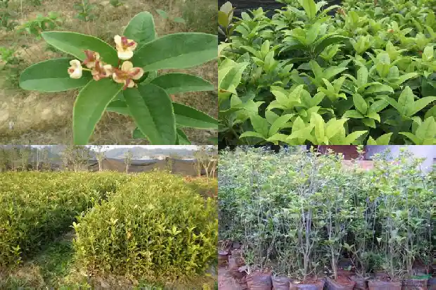 家里可以养桂花盆栽吗1681784979969