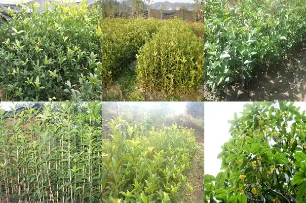 桂花叶子有锯齿状是什么桂花1681785022650