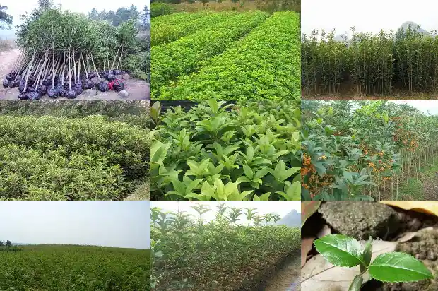 桂花叶子有锯齿状是什么桂花1681785022698