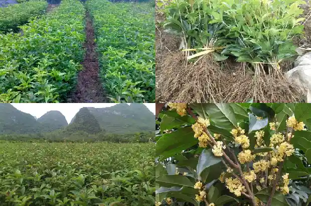 桂花树种哪里最好1690331925718