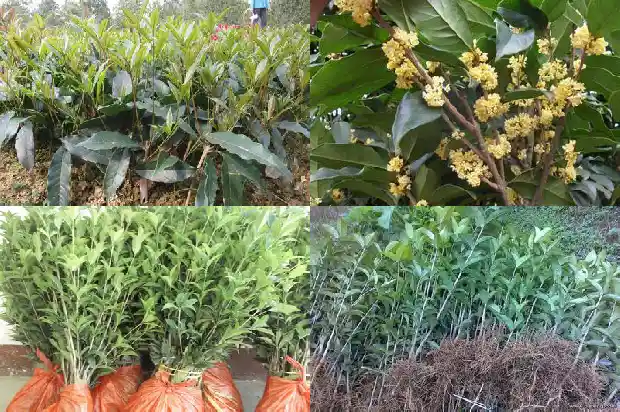 桂花树叶子没有锯齿是什么品种1681785152666