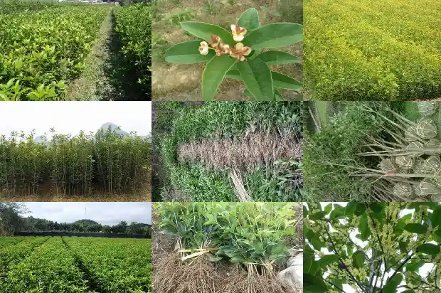 桂花树叶子没有锯齿是什么品种1681785152714
