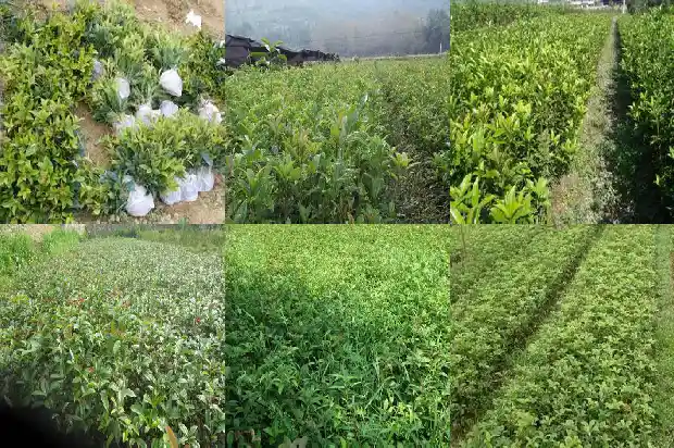 大桂花树苗价格多少钱1689985419657