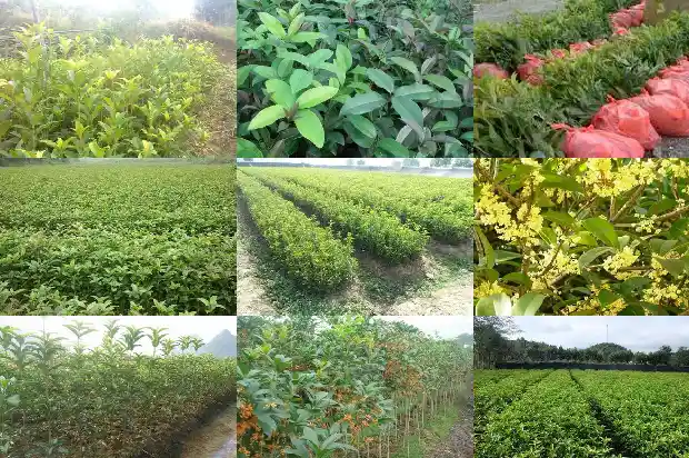桂花泡茶有什么功效与作用禁忌1689467404195