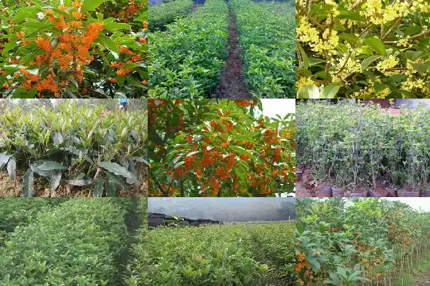 桂花树养殖方法和修剪方式1681785302712