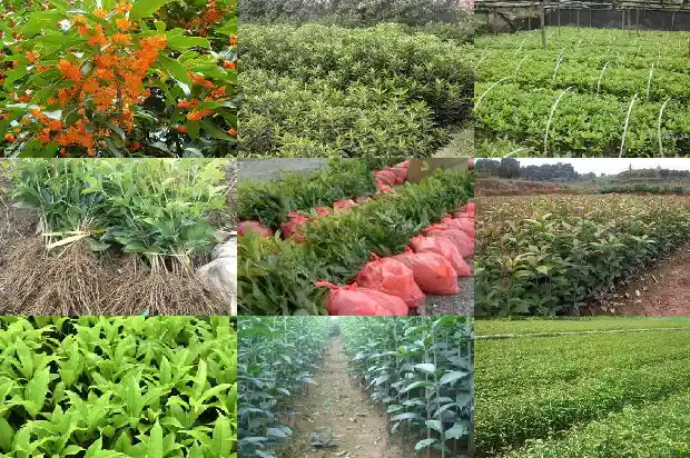 桂花树品种哪个最1681785333080