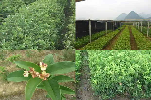 桂花树有多少品种名贵品种有啥?1681785370469