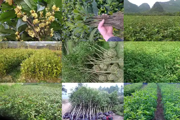 盆栽桂花喜酸性土吗1688607381300